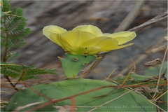 Opuntia stricta var. dillenii